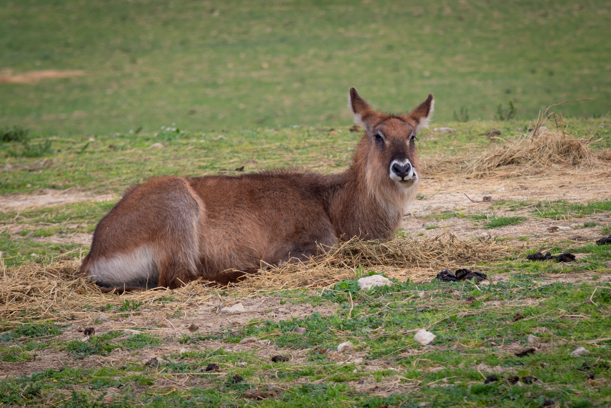 Antílope lechwe